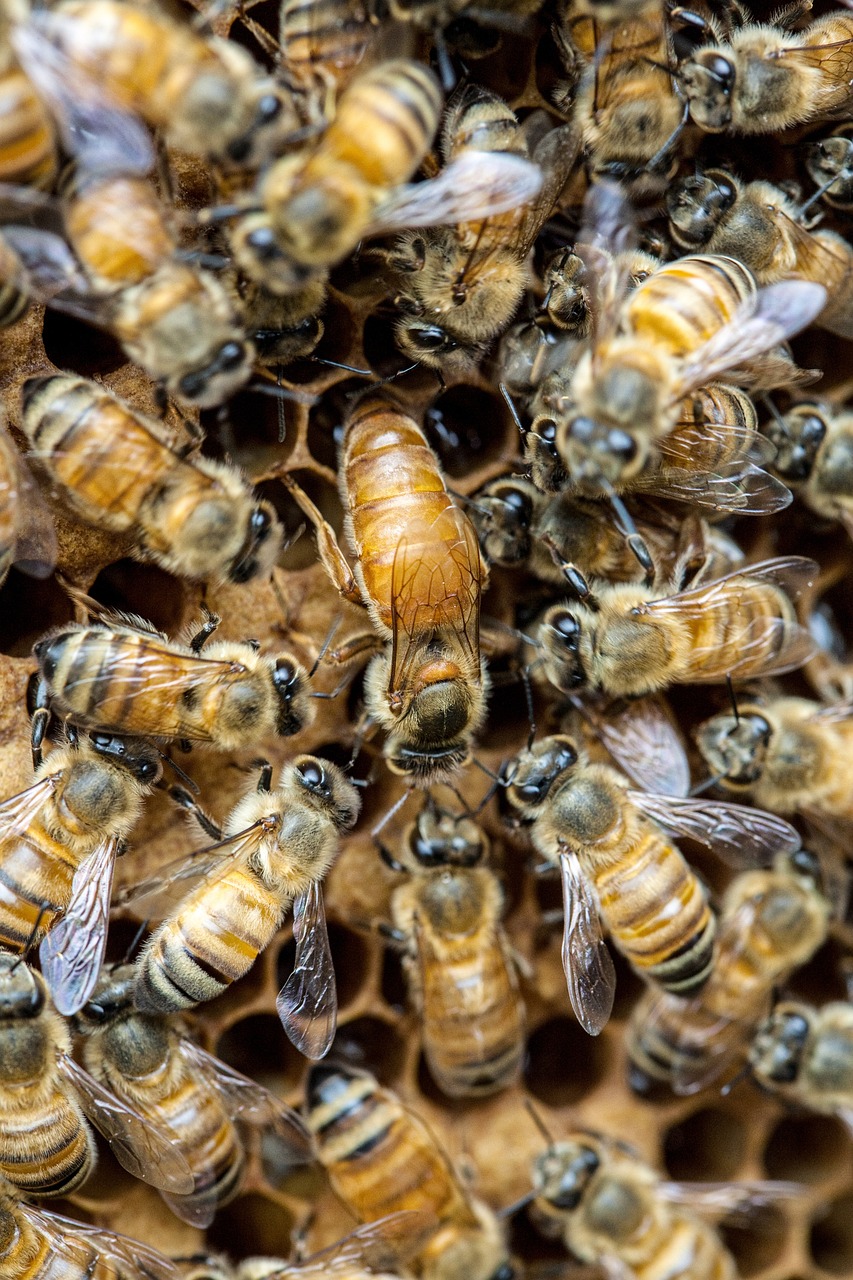 queen bee, bee, insects, macro, honey bee, winged insect, honeycomb, honey, swarm of bees, wing, hive, brood, hymenoptera, entomology, close, queen bee, queen bee, queen bee, queen bee, queen bee